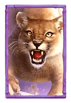 bufallowin cougar