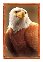 bufallowin eagle